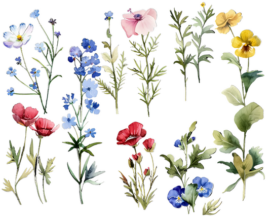 Fiori di Campo